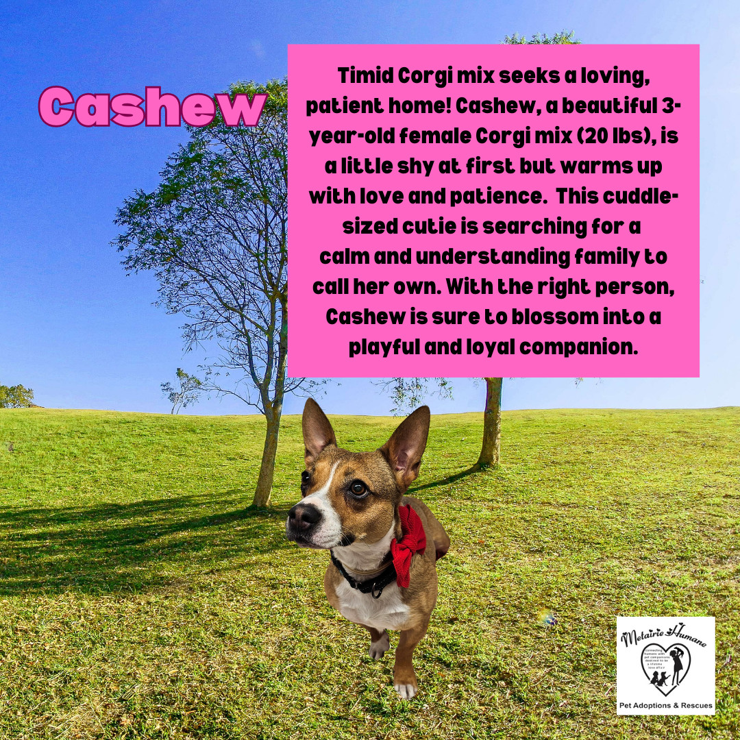 Cashew, an adoptable Corgi in Metairie, LA, 70003 | Photo Image 1