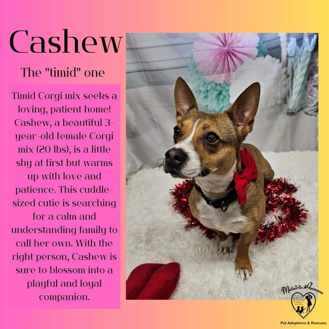 Cashew, an adoptable Corgi in Metairie, LA, 70003 | Photo Image 2