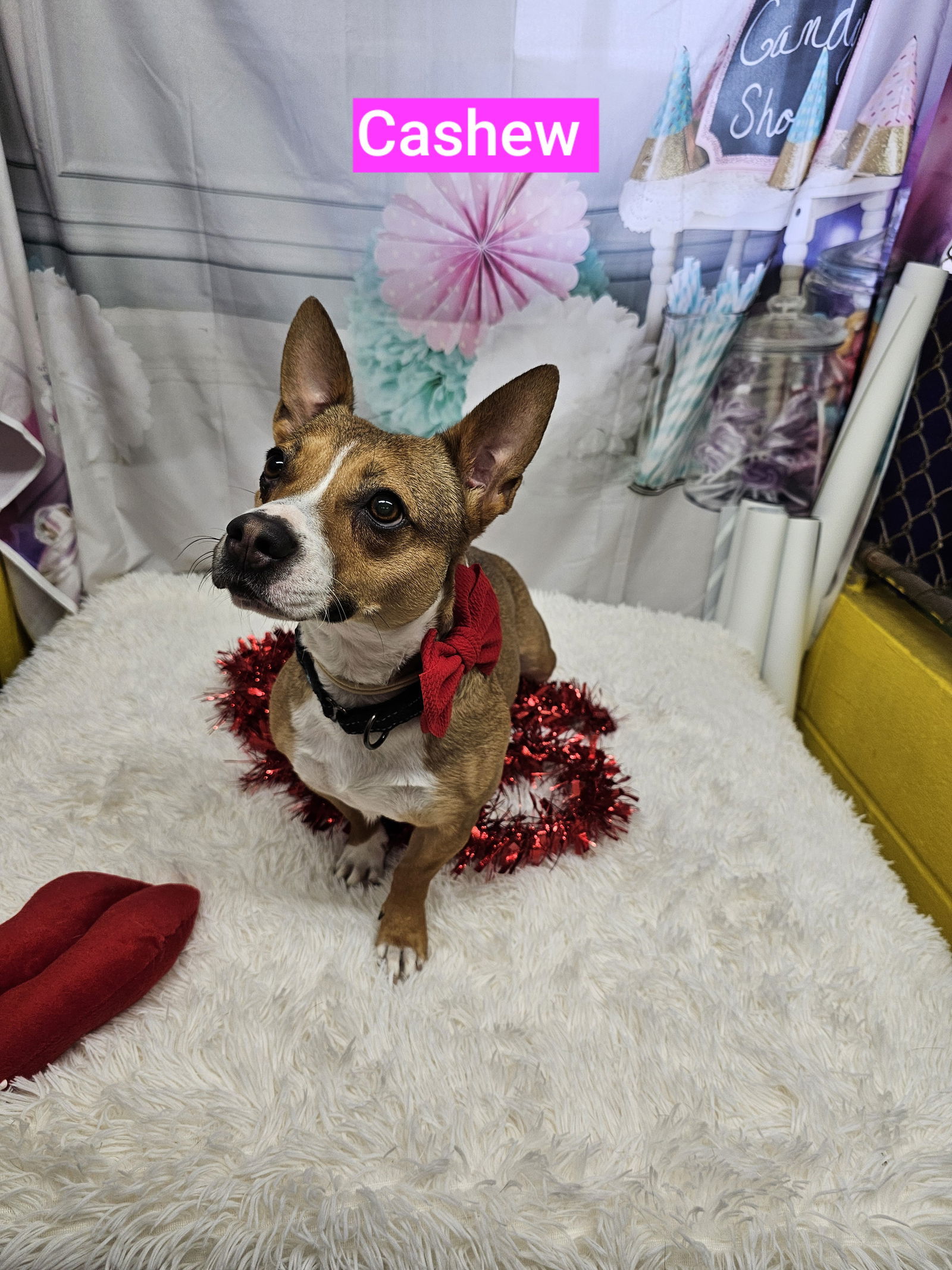 Cashew, an adoptable Corgi in Metairie, LA, 70003 | Photo Image 3