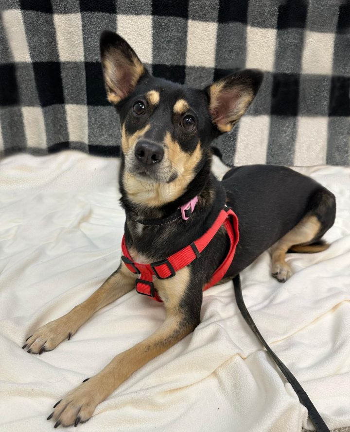 Shiba inu pinscher store mix