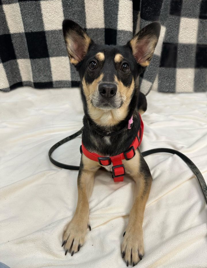 Shiba inu sale pinscher mix