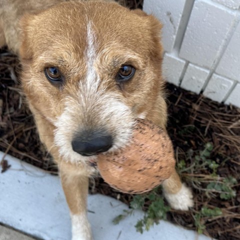 Dog for adoption Caruso Bonded with Little Girl City of