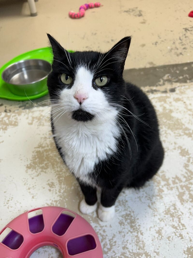 Hayden Dean, an adoptable Domestic Short Hair in Arlington, WA, 98223 | Photo Image 1