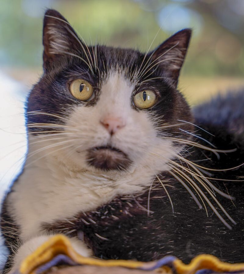 Hayden Dean, an adoptable Domestic Short Hair in Arlington, WA, 98223 | Photo Image 1