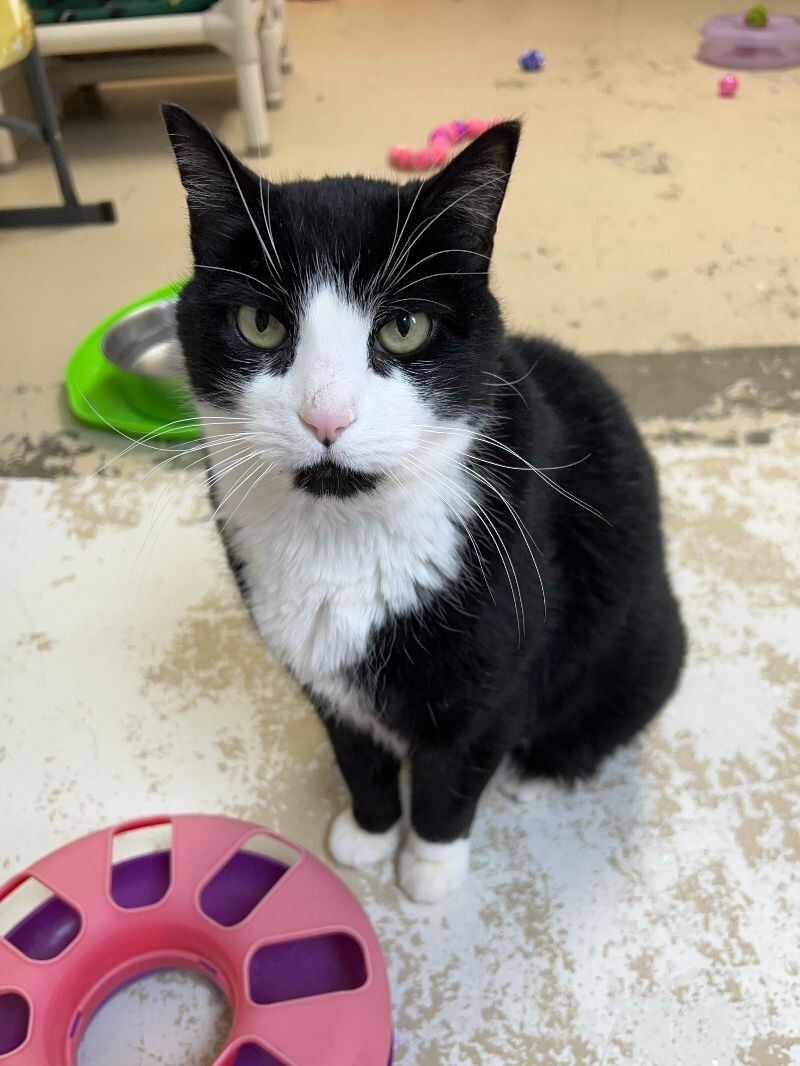 Hayden Dean, an adoptable Domestic Short Hair in Arlington, WA, 98223 | Photo Image 3