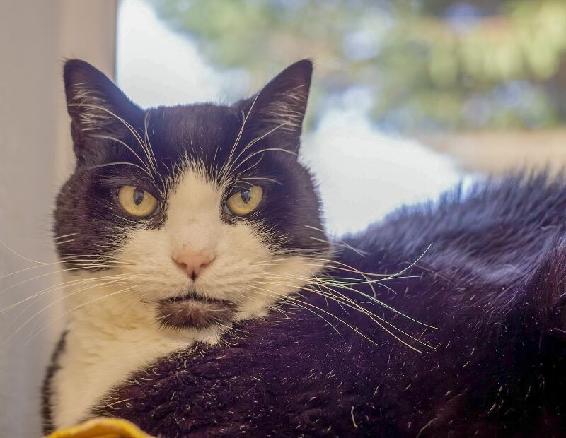 Hayden Dean, an adoptable Domestic Short Hair in Arlington, WA, 98223 | Photo Image 3