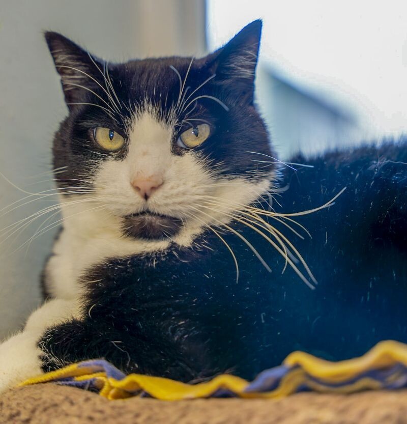 Hayden Dean, an adoptable Domestic Short Hair in Arlington, WA, 98223 | Photo Image 4