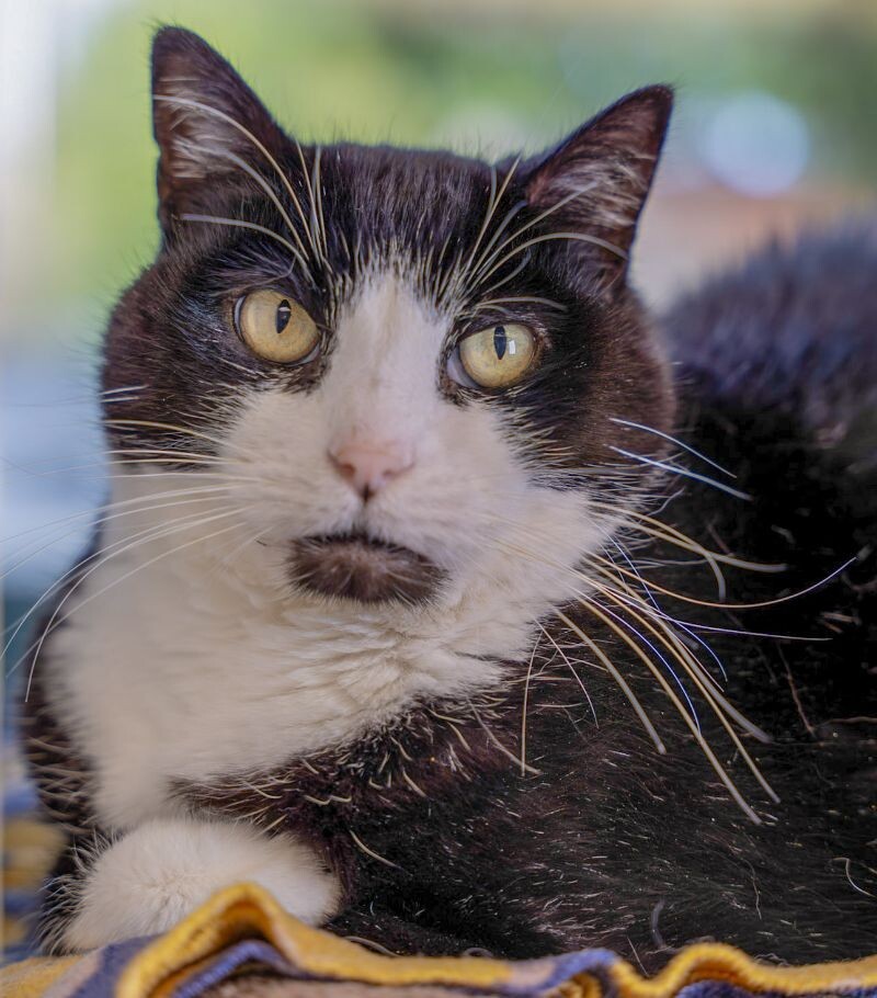 Hayden Dean, an adoptable Domestic Short Hair in Arlington, WA, 98223 | Photo Image 5