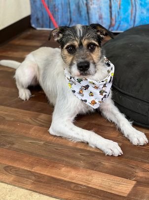 Dublin, an adoptable Terrier Mix in Weatherford, TX_image-2