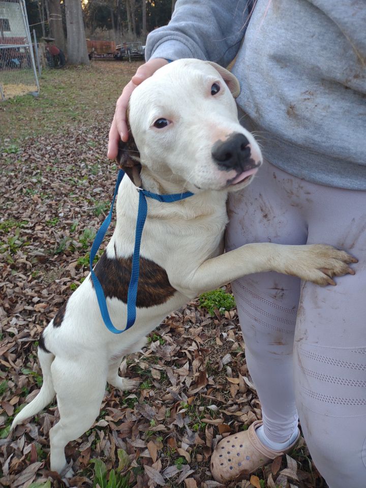 Dog For Adoption - Spotty Boy, An American Staffordshire Terrier Mix In 