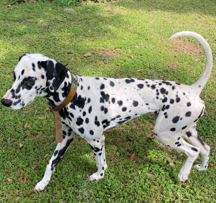 Petfinder dalmatian hot sale