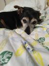 Mighty Joe Young (In foster) photo 1