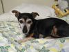 Mighty Joe Young (In foster) photo 4