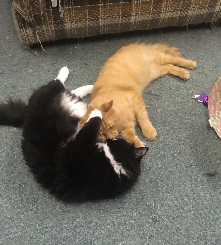 Ollie bonded with Caramel 2