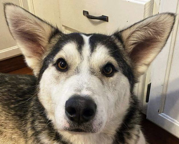 TUXEDO, an adoptable Norwegian Elkhound, Husky in Minesing, ON, L9X 0C2 | Photo Image 1