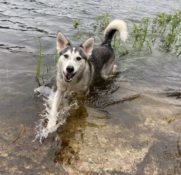 TUXEDO, an adoptable Norwegian Elkhound, Husky in Minesing, ON, L9X 0C2 | Photo Image 2