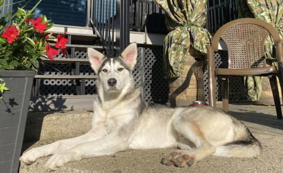 TUXEDO, an adoptable Norwegian Elkhound, Husky in Minesing, ON, L9X 0C2 | Photo Image 3