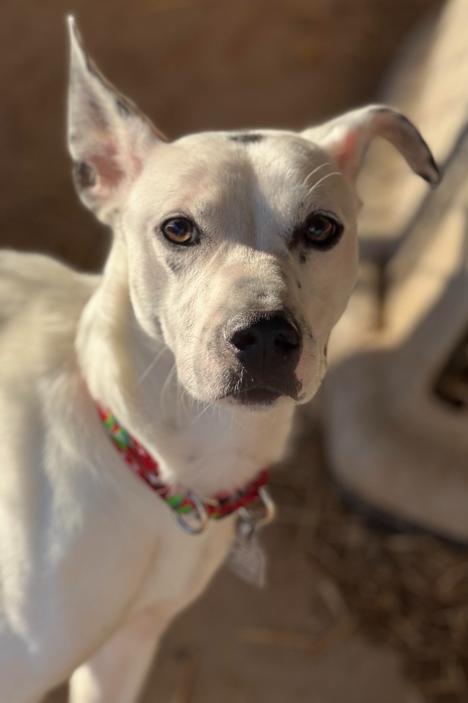 Domino, an adoptable Mixed Breed in Duncan, OK, 73533 | Photo Image 2