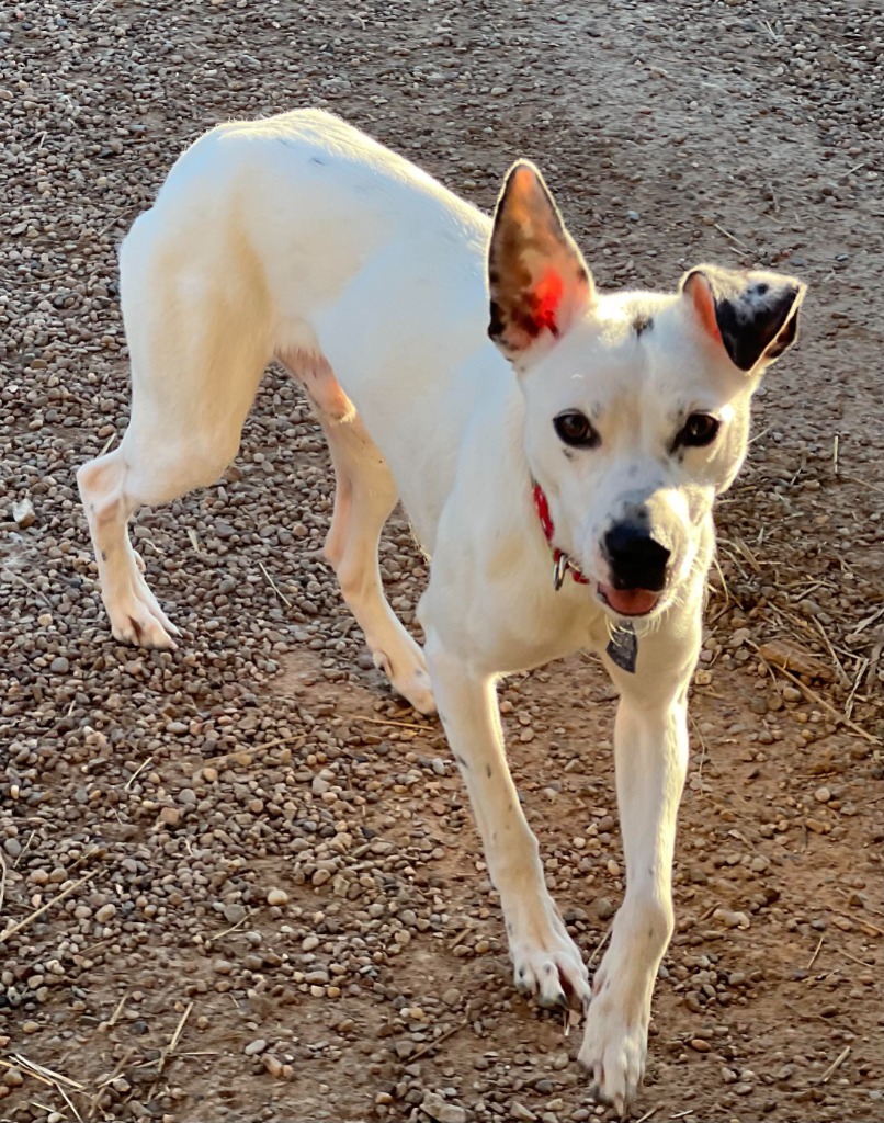 Domino, an adoptable Mixed Breed in Duncan, OK, 73533 | Photo Image 3