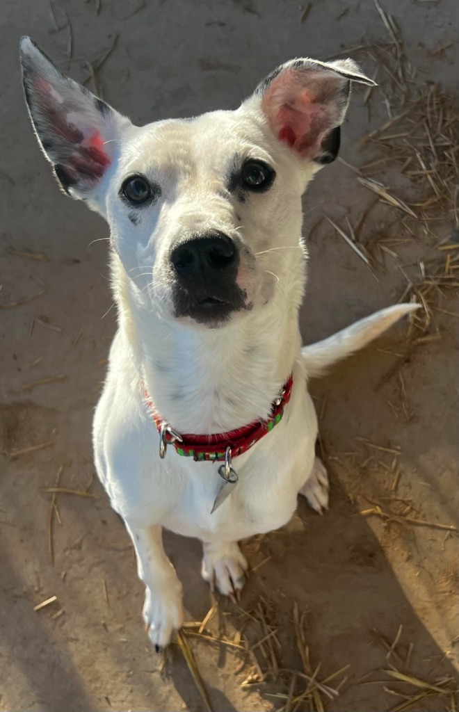 Domino, an adoptable Mixed Breed in Duncan, OK, 73533 | Photo Image 4