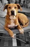 Fury photo 5