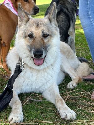 Beowulf, Senior Male unknown