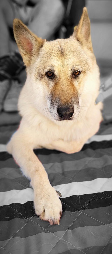 german shepherd alaskan malamute mix