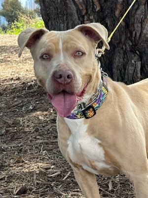 Lilah, Adult Female unknown