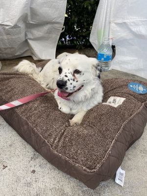 Spring, Adult Female English Springer Spaniel