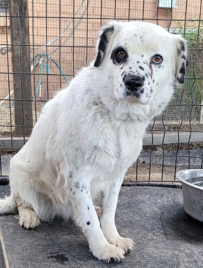 Aussie springer hot sale spaniel mix