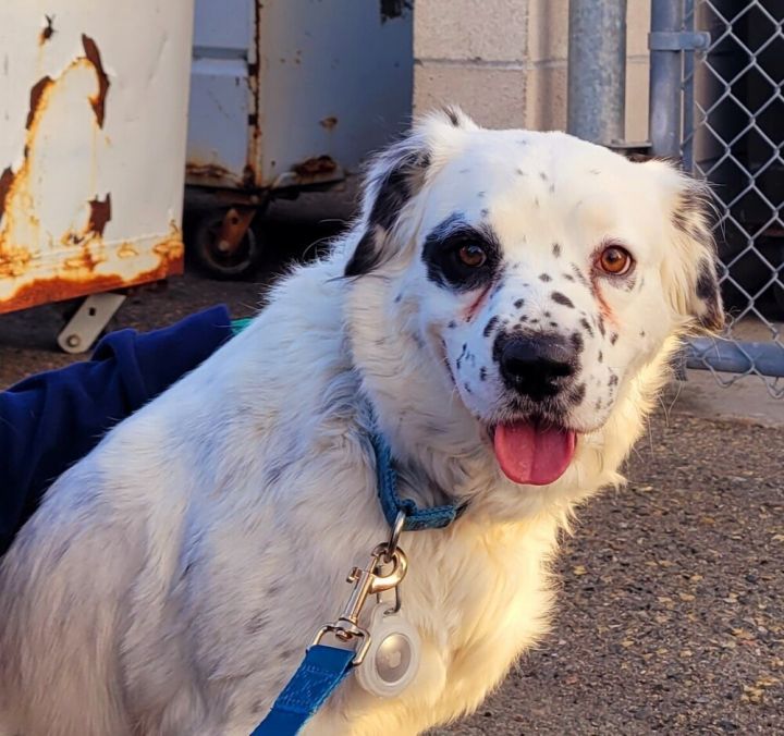 Springer spaniel aussie store mix