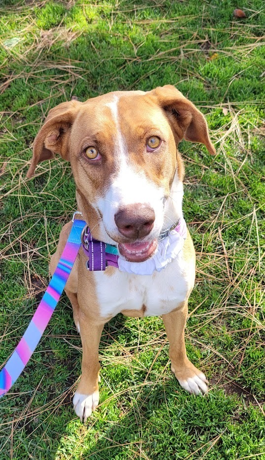 Coral, an adoptable Greyhound, Pointer in Jamul, CA, 91935 | Photo Image 2