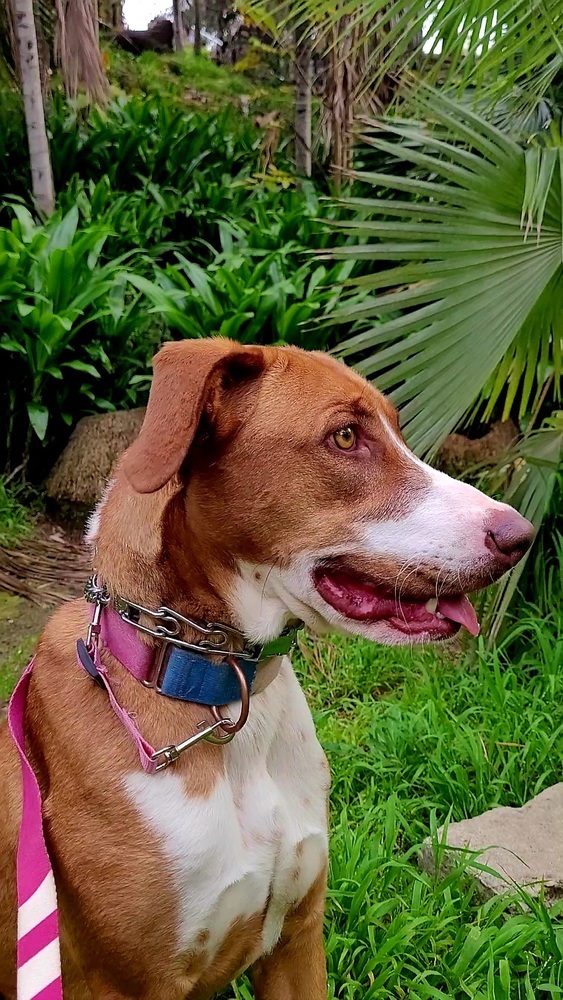 Coral, an adoptable Greyhound, Pointer in Jamul, CA, 91935 | Photo Image 3