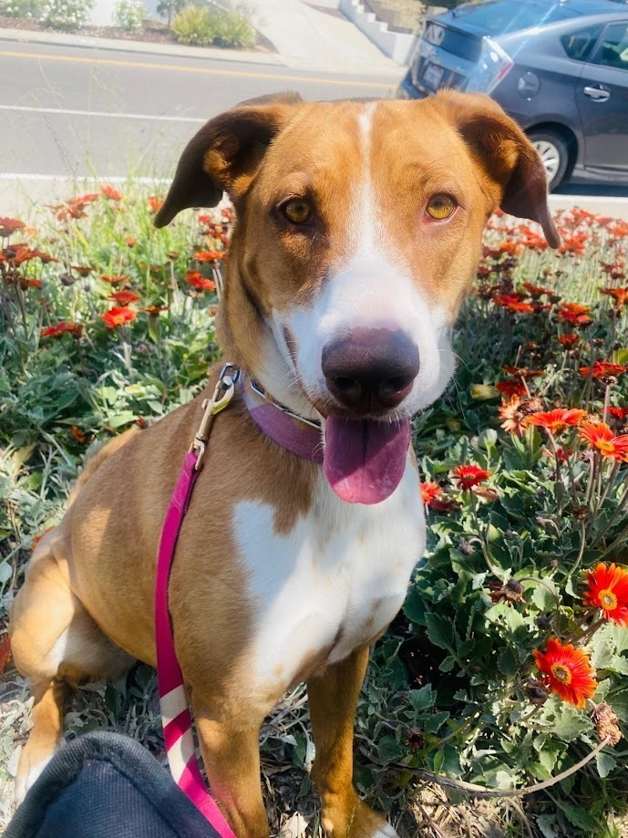 Coral, an adoptable Greyhound, Pointer in Jamul, CA, 91935 | Photo Image 4