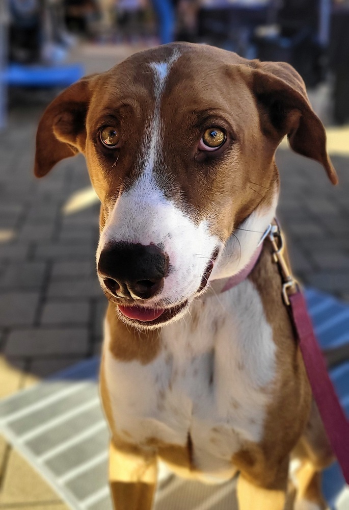 Coral, an adoptable Greyhound, Pointer in Jamul, CA, 91935 | Photo Image 4