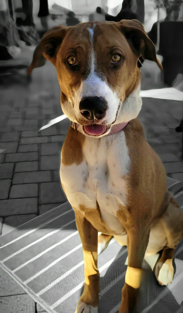 Coral, an adoptable Greyhound, Pointer in Jamul, CA, 91935 | Photo Image 6