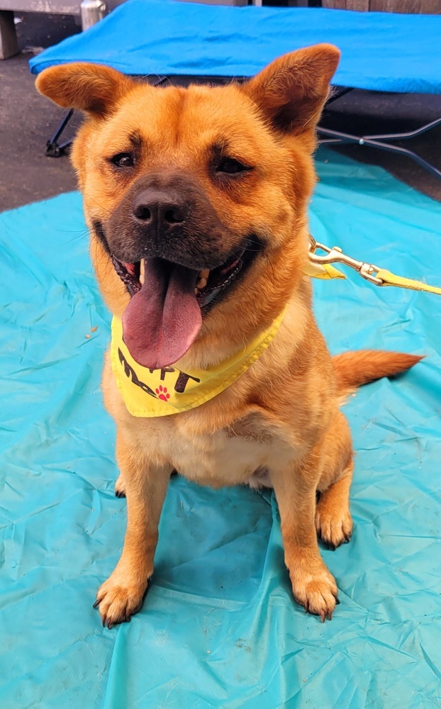Scarlet Chowhansson, an adoptable Chow Chow, Jindo in Jamul, CA, 91935 | Photo Image 1