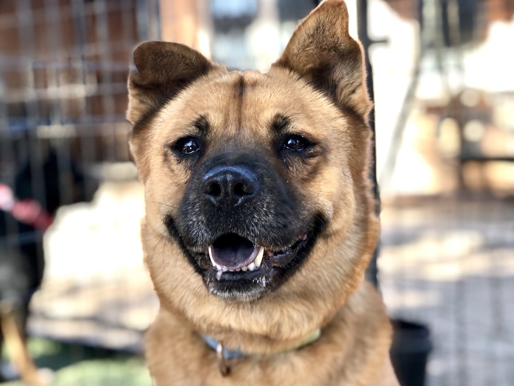 Scarlet Chowhansson, an adoptable Chow Chow, Jindo in Jamul, CA, 91935 | Photo Image 1