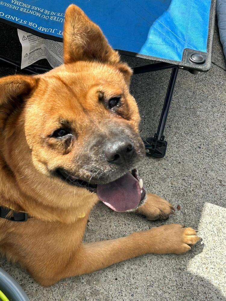 Scarlet Chowhansson, an adoptable Chow Chow, Jindo in Jamul, CA, 91935 | Photo Image 2