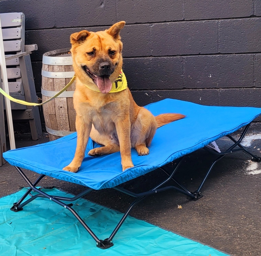 Scarlet Chowhansson, an adoptable Chow Chow, Jindo in Jamul, CA, 91935 | Photo Image 3