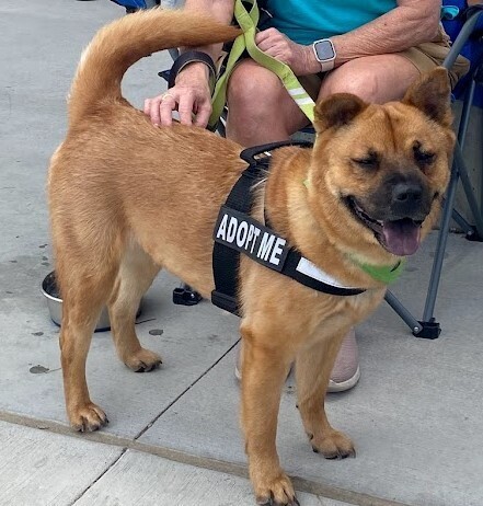 Scarlet Chowhansson, an adoptable Chow Chow, Jindo in Jamul, CA, 91935 | Photo Image 4