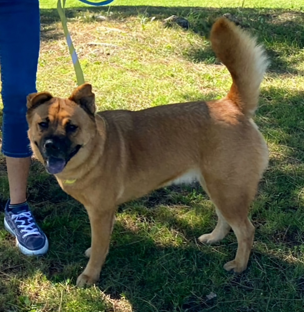 Scarlet Chowhansson, an adoptable Chow Chow, Jindo in Jamul, CA, 91935 | Photo Image 5