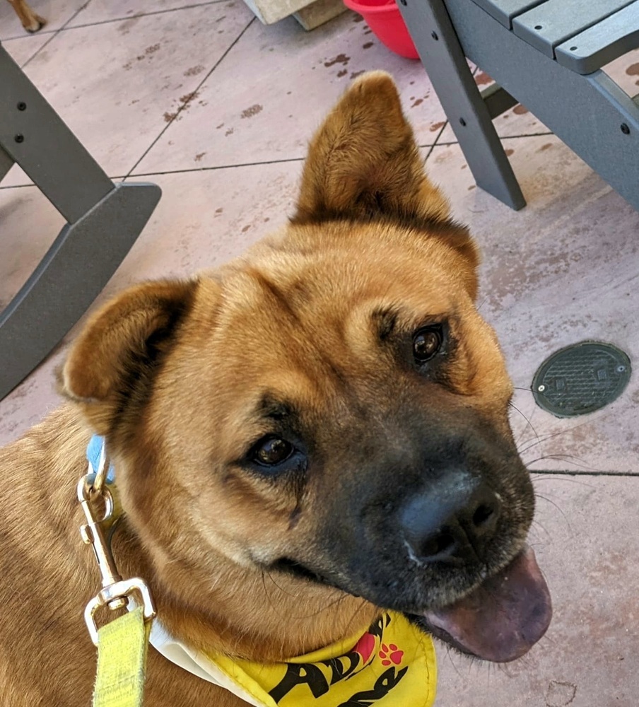 Scarlet Chowhansson, an adoptable Chow Chow, Jindo in Jamul, CA, 91935 | Photo Image 6