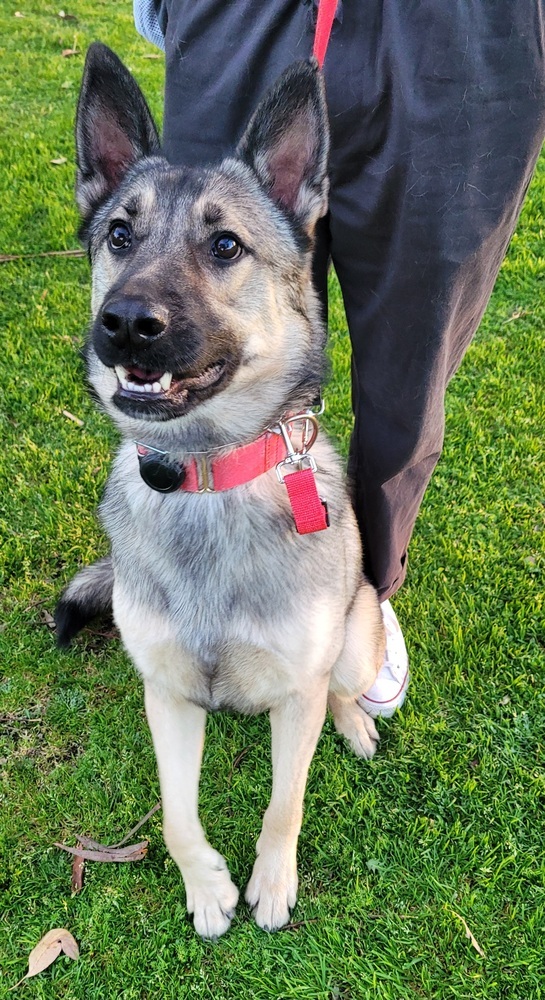 Granite, an adoptable Shepherd, Keeshond in Jamul, CA, 91935 | Photo Image 1