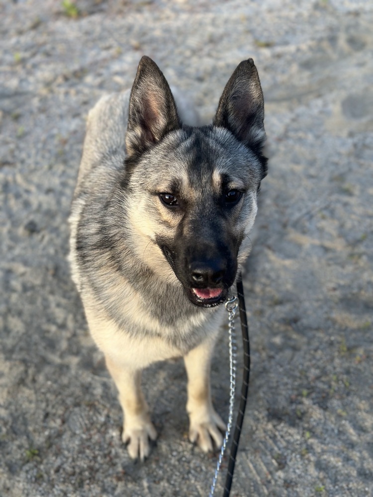 Granite, an adoptable Shepherd, Keeshond in Jamul, CA, 91935 | Photo Image 2