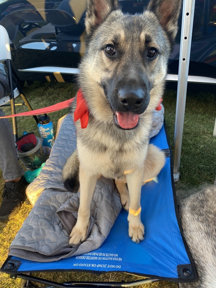 Granite, an adoptable Shepherd, Keeshond in Jamul, CA, 91935 | Photo Image 5