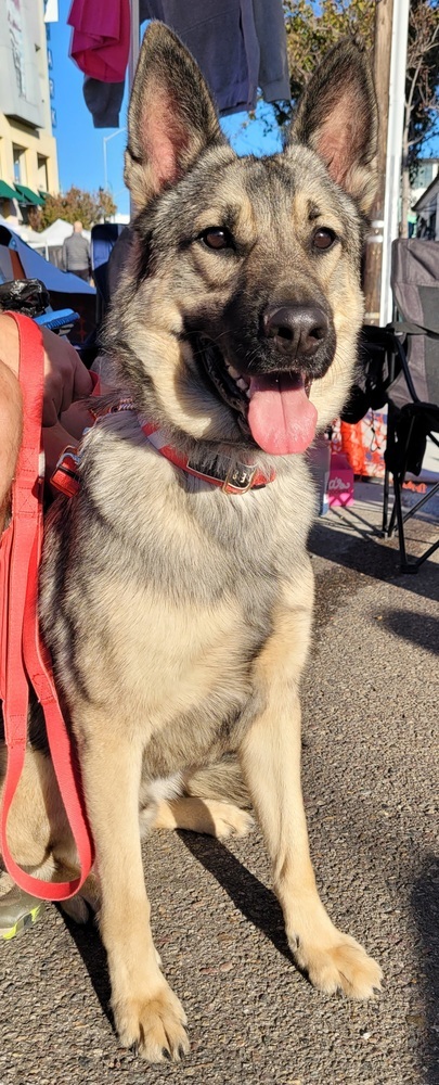 Granite, an adoptable Shepherd, Keeshond in Jamul, CA, 91935 | Photo Image 6