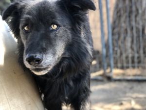 Rambo, Adult Male Flat-Coated Retriever