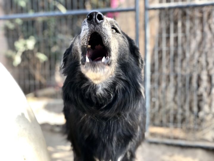 German shops shepherd flat coated retriever mix