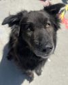 Rambo photo 6